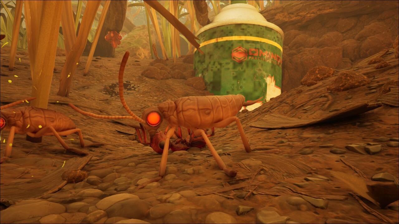 Cockroach nymph